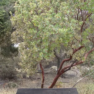 burned wood bench with manzanita, at the edge of the Meadow Oaks, Santa Barbara Botanic Garden, after the Jesusita Fire