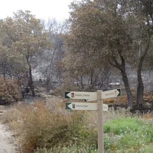 Woodland Trail, directional sign, Santa Barbara Botanic Garden, after the Jesusita Fire