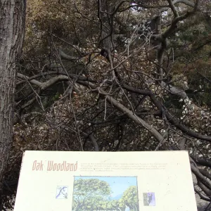 burned Oak Woodland sign, Woodland Trail, Santa Barbara Botanic Garden, after the Jesusita Fire