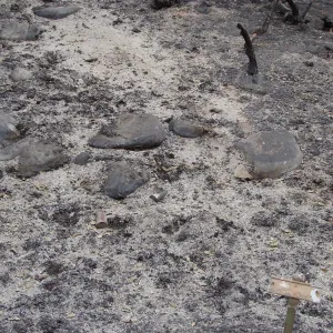 ash and charred remains, Santa Barbara Botanic Garden, after the Jesusita Fire