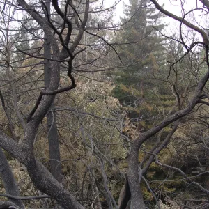 burned vegetation, Woodland Trail, Santa Barbara Botanic Garden, after the Jesusita Fire