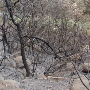 burned vegetation and uncovered rock drainage, Woodland Trail, Santa Barbara Botanic Garden, after the Jesusita Fire