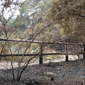 burned fence at canyon rim, Santa Barbara Botanic Garden, after the Jesusita Fire