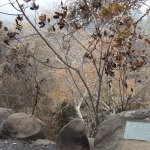 burned vegetation at the eastern rim of Mission Canyon, Santa Barbara Botanic Garden, after the Jesusita Fire