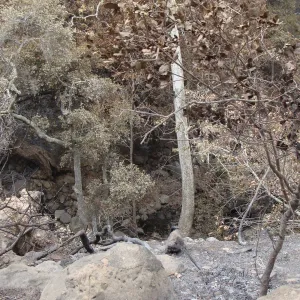burned vegetation in Mission Canyon, Santa Barbara Botanic Garden, after the Jesusita Fire