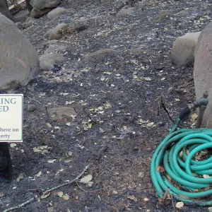 melted garden hose, Santa Barbara Botanic Garden, after the Jesusita Fire