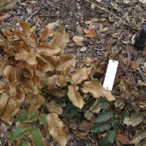 fire singed Island Barberry, Conservation Garden, the Santa Barbara Botanic Garden, after the Jesusita Fire