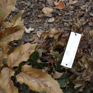 fire singed Island Barberry, Conservation Garden, the Santa Barbara Botanic Garden, after the Jesusita Fire