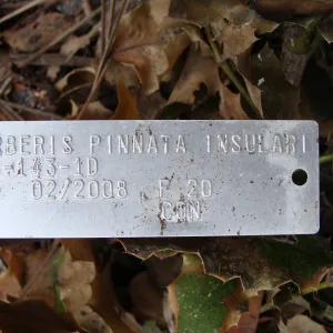 fire singed accession label for Island Barberry , Conservation Garden, the Santa Barbara Botanic Garden, after the Jesusita Fire