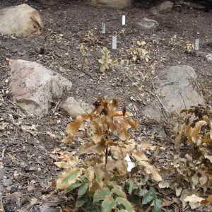 fire singed Island Barberry, Conservation Garden, the Santa Barbara Botanic Garden, after the Jesusita Fire
