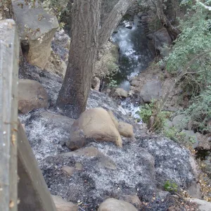 ash along the canyon rim and in Mission Creek, Santa Barbara Botanic Garden, after the Jesusita Fire