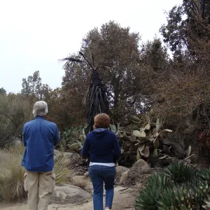 staff surveying the damage in the Desert Section, Santa Barbara Botanic Garden, after the Jesusita Fire