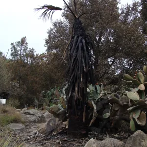 burned plants in the Desert Section, after the Jesusita Fire