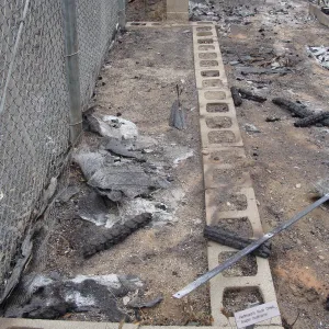 burned remains of Arabis hoffmannii plot, Santa Barbara Botanic Garden, after the Jesusita Fire