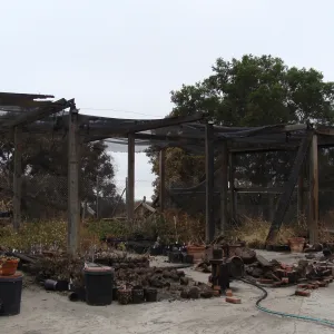 Shade structure at the Hort Unit with potted plants, after the Jesusita Fire