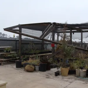shade structure and potted plants at the Hort Unit, after the Jesusita Fire