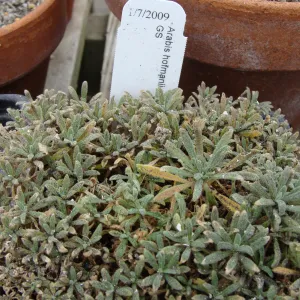 potted Arabis hoffmannii covered in ash, Santa Barbara Botanic Garden, after the Jesusita Fire