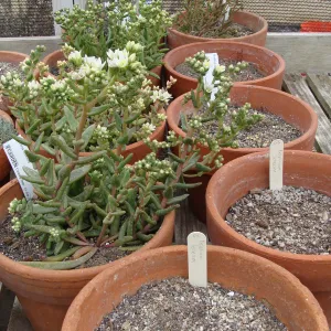 clay pots containing Dudleya nesiotica plants, Santa Barbara Botanic Garden, after the Jesusita Fire