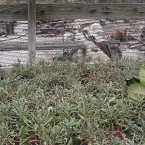 ash covered pots containing Arabis hoffmannii, Santa Barbara Botanic Garden, after the Jesusita Fire