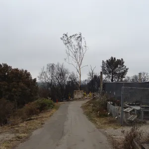 Driveway adjacent to the Hort Unit, after the Jesusita Fire