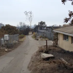 Driveway adjacent to the Hort Unit and Test Plot, after the Jesusita Fire