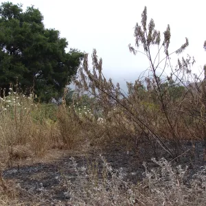 burned vegetation on the Porter Trail, after the Jesusita Fire