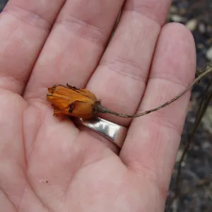 fire singed poppy flower, Santa Barbara Botanic Garden, after the Jesusita Fire