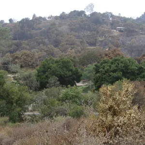 viewing across the Garden and Mission Canyon from the Porter Trail, after the Jesusita Fire