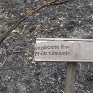 melted plant identification label, after the Jesusita Fire