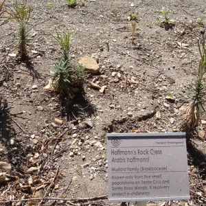 Arabis hoffmannii in the Conservation Display, after the Jesusita Fire