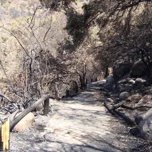 fire debris, top of the Campbell Trail, after the Jesusita Fire
