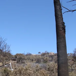 burned palm in Desert Section with view across to burned homes above Tunnel Road, after the Jesusita Fire