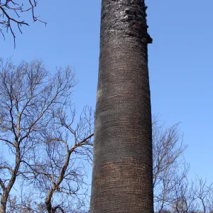 burned palm in the Desert section, after the Jesusita Fire