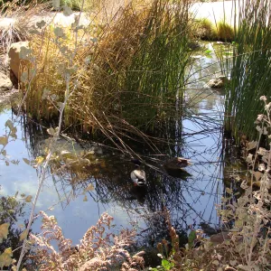 Mallard ducks in the Pond, after the Jesusita Fire