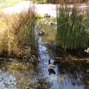 pair of Mallard ducks taking refuge in the Garden Pond, after the Jesusita Fire