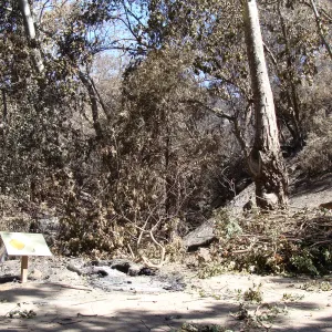 burned remains of the Redwood Cross-section exhibit, after the Jesusita Fire