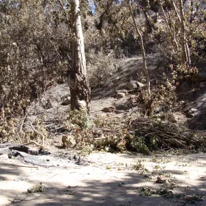 burned remains of the Redwood Cross-section exhibit, after the Jesusita Fire