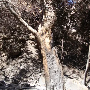 burned tree in Mission Creek corridor, Santa Barbara Botanic Garden, after the Jesusita Fire