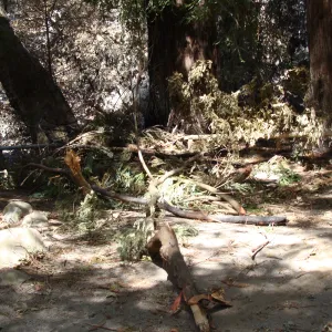 downed branches and debris in the Redwood Section, after the Jesusita Fire