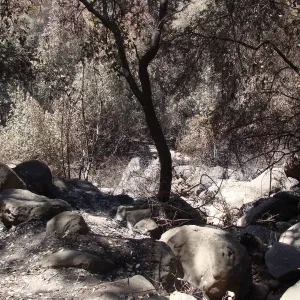 view down to the Canyon Trail from the Pritchett Trail, after the Jesusita Fire