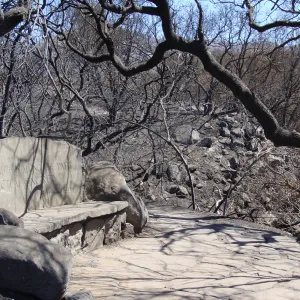 The Pritchett stone bench, Santa Barbara Botanic Garden, after the Jesusita Fire