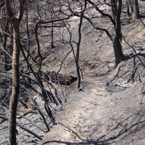 Pritchett Trail, remains of retaining wall, just below Tunnel Road, after the Jesusita Fire