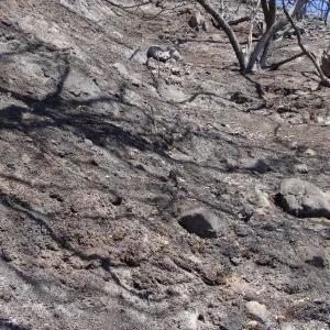 open slope above the Pritchett Trail, just below Tunnel Road, after the Jesusita Fire