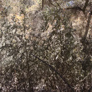 burned tree canopy in Mission Canyon, after the Jesusita Fire