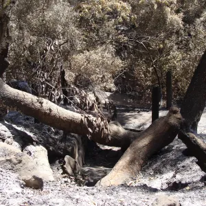 fallen tree, across drainage canal, below the Pritchett Trail, after the Jesusita Fire
