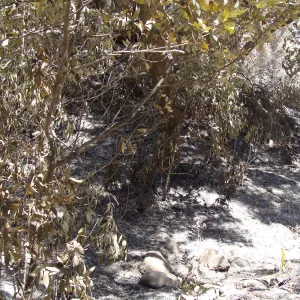 ash and burned bay trees along the Canyon Trail, after the Jesusita Fire