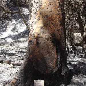 burned public plant identification label, after the Jesusita Fire