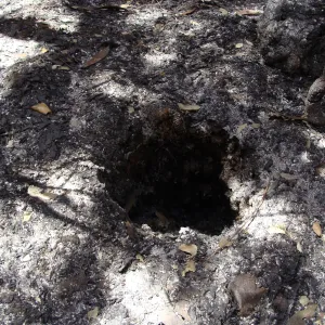 ash and burned leaves, burned out hollow in the ground where a tree once stood, after the Jesusita Fire