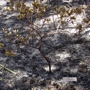 burned Island Manzanita in the Island Section, after the Jesusita Fire