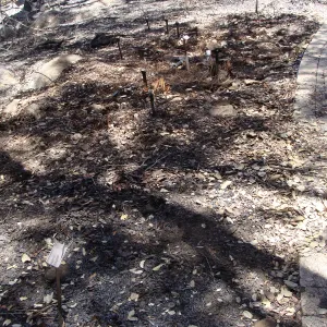 PCH iris planting adjacent to the Picnic Area, after the Jesusita Fire